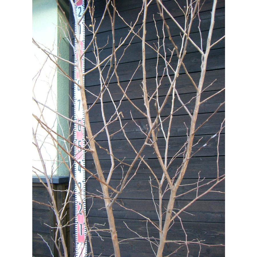 エゴノキ 大株立 エゴノキ/大株立ち【現品発送】管理60646 現品発送