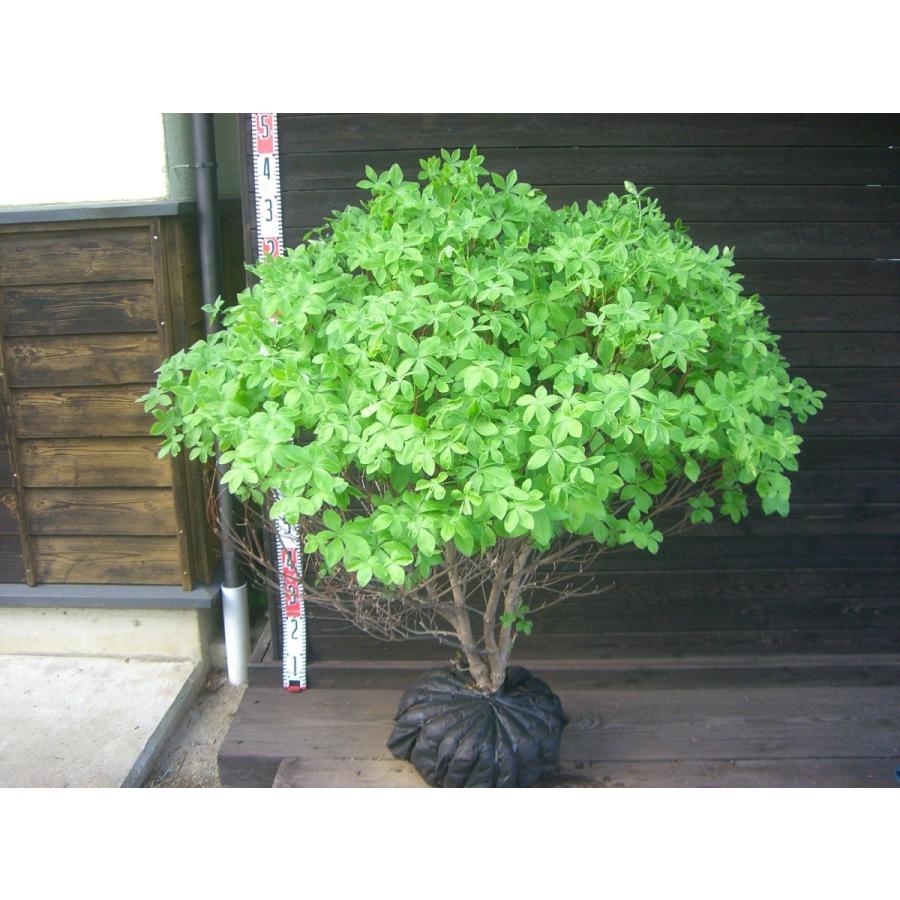 シロヤシオツツジ 大株 2290 横の植木屋さん 通販 Yahoo ショッピング