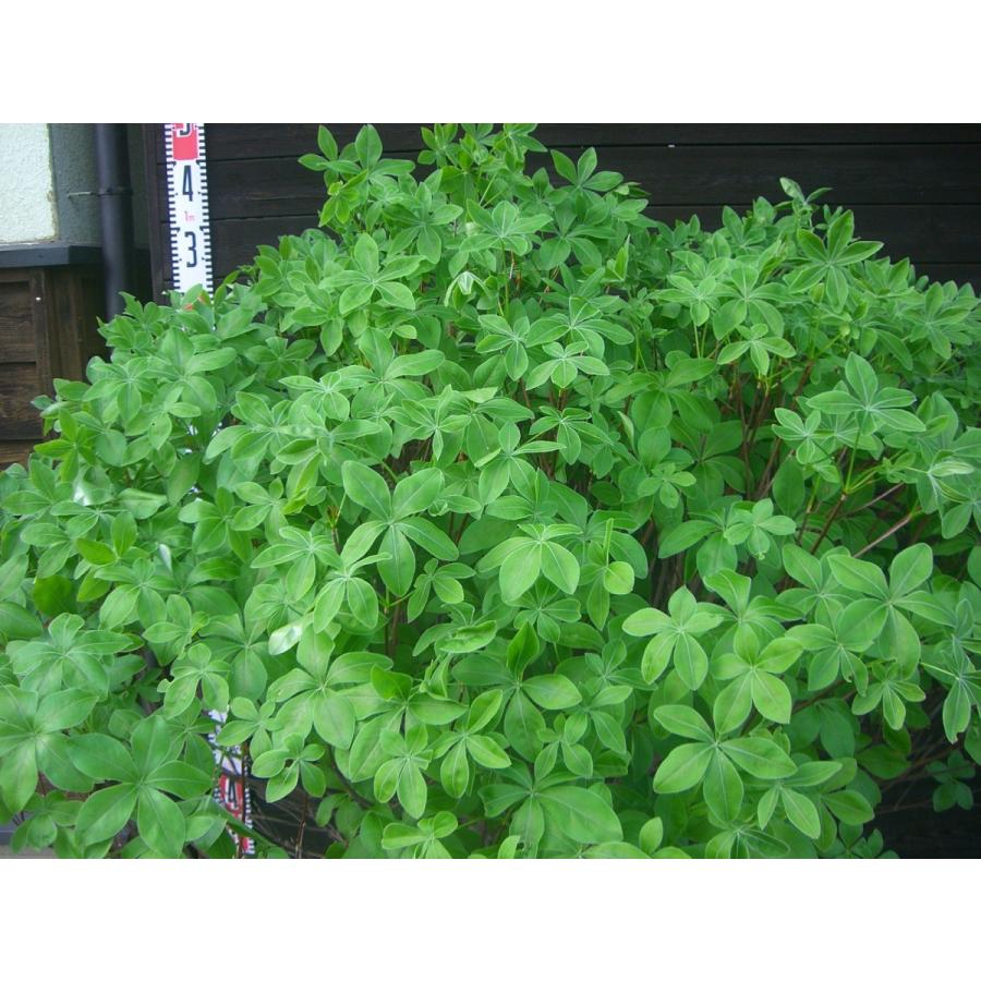 シロヤシオツツジ　大株 