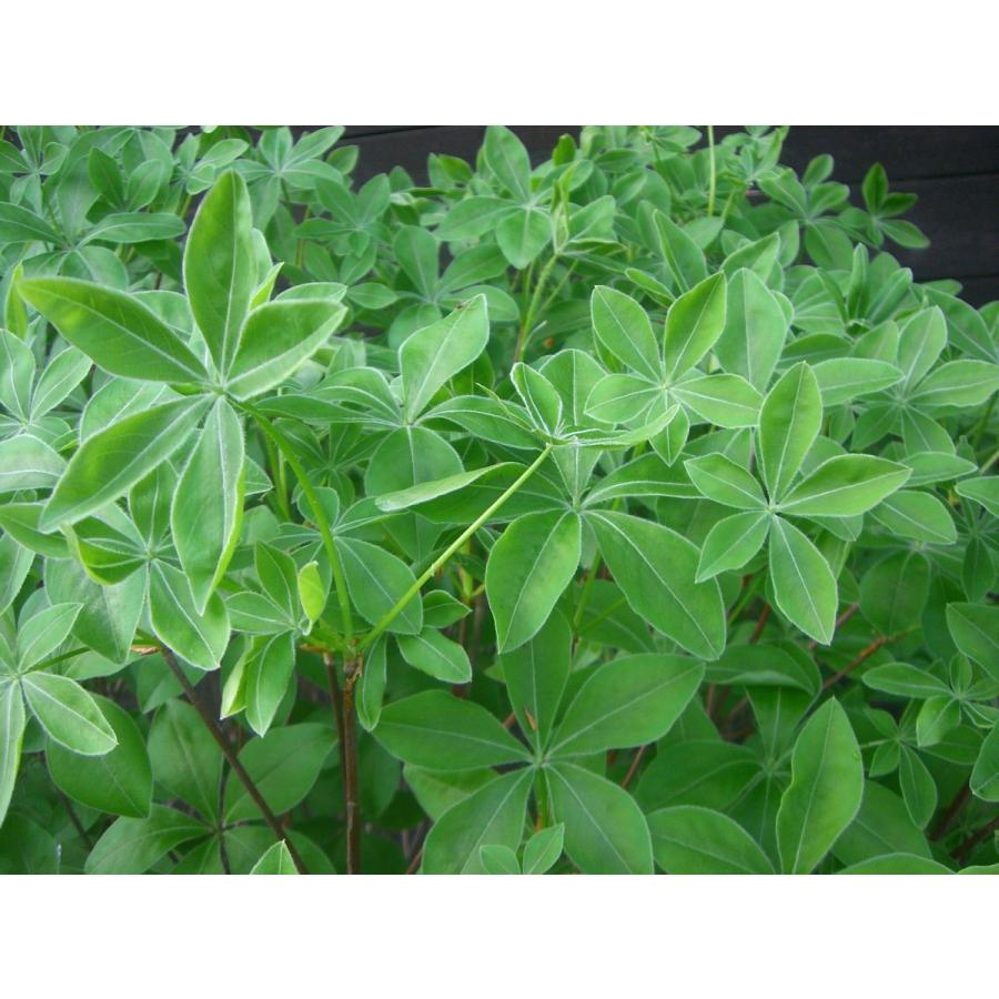 シロヤシオツツジ　大株 