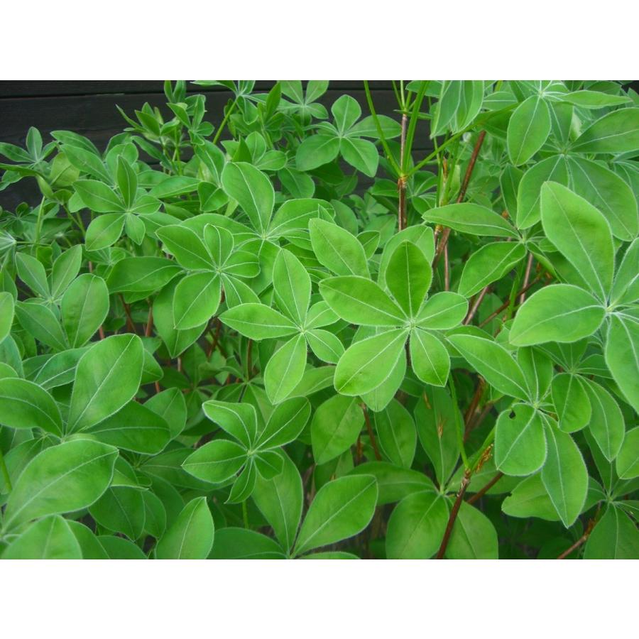 シロヤシオツツジ　大株 