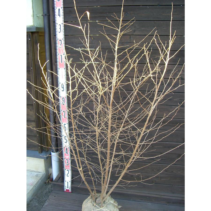 エゴノキ　本株立ち エゴノキ 本株立