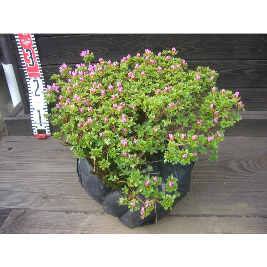 ミヤマキリシマツツジ　【島田１号】