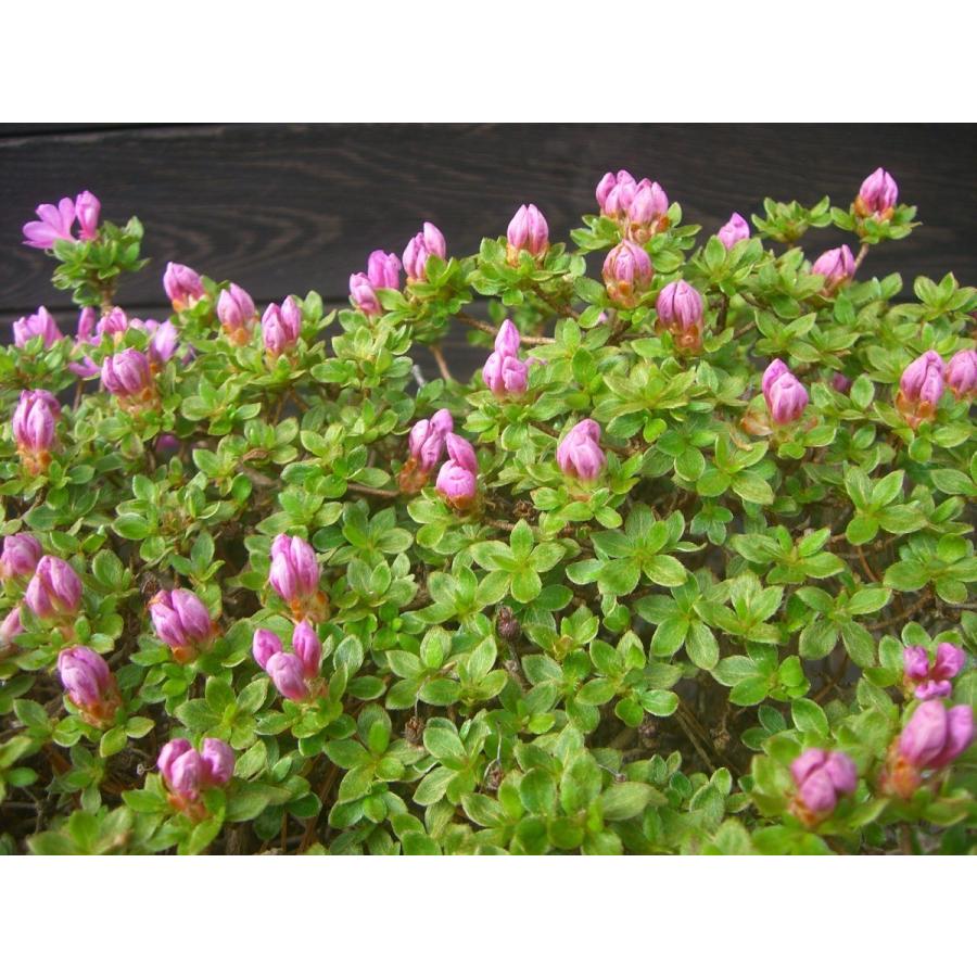 ミヤマキリシマツツジ　【島田１号】 