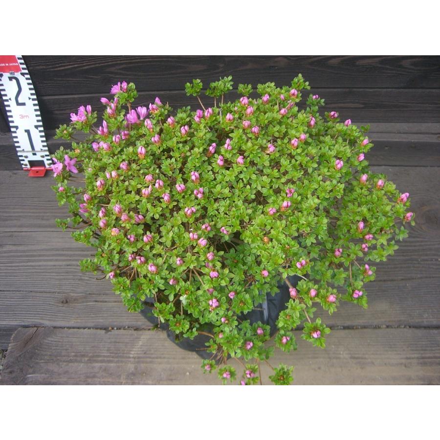 ミヤマキリシマツツジ　【島田１号】 