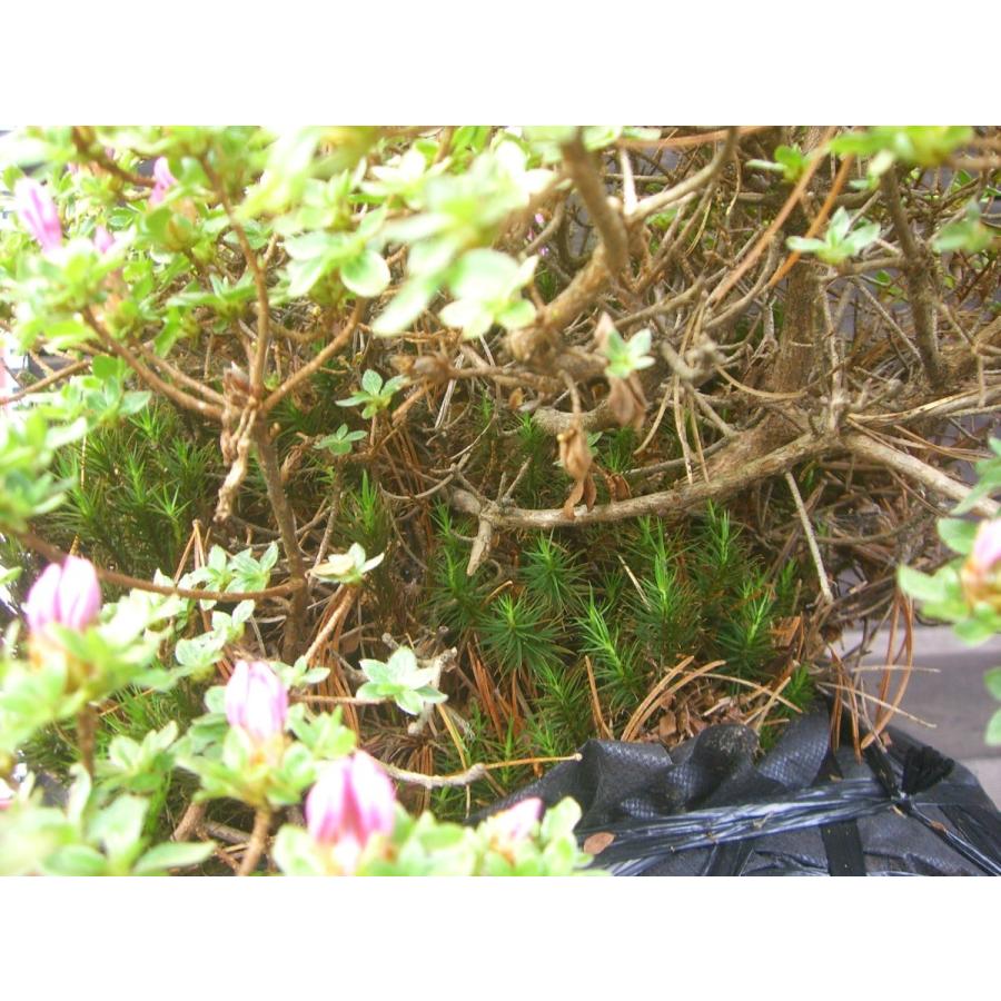 ミヤマキリシマツツジ　【島田１号】 