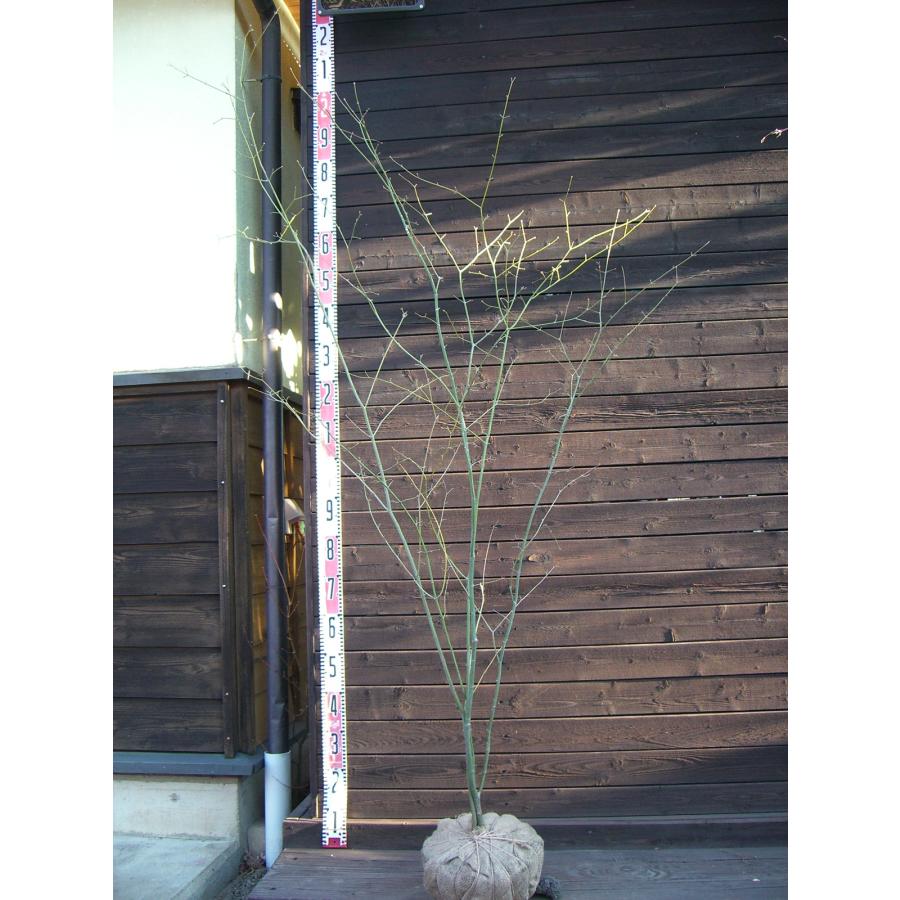 ヤマモミジ 大株立 : 横の植木屋さん - 通販 - Yahoo!ショッピング