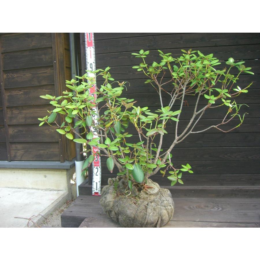 原種シャクナゲ　R.williamsianum　大株