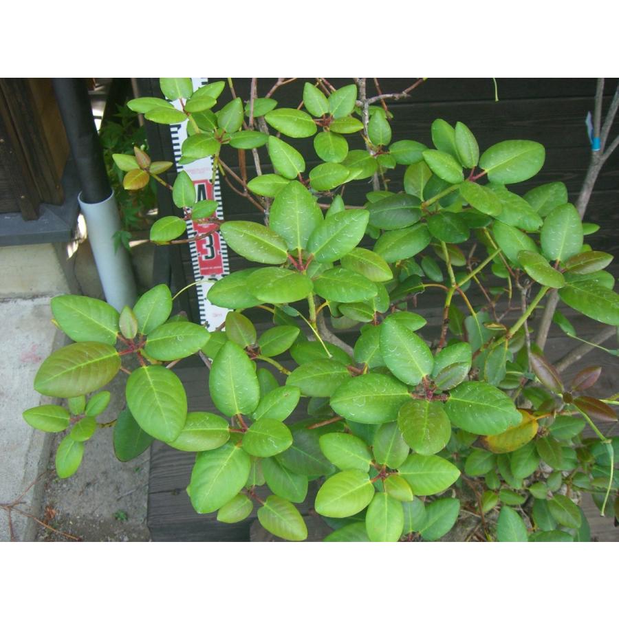原種シャクナゲ　R.williamsianum　大株 