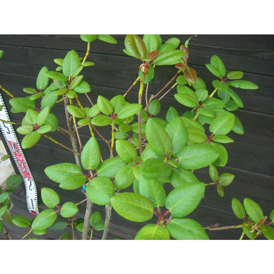 原種シャクナゲ　R.williamsianum　大株 