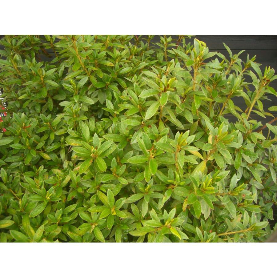 リュウキュウツツジ 大玉 2421 横の植木屋さん 通販 Yahoo ショッピング