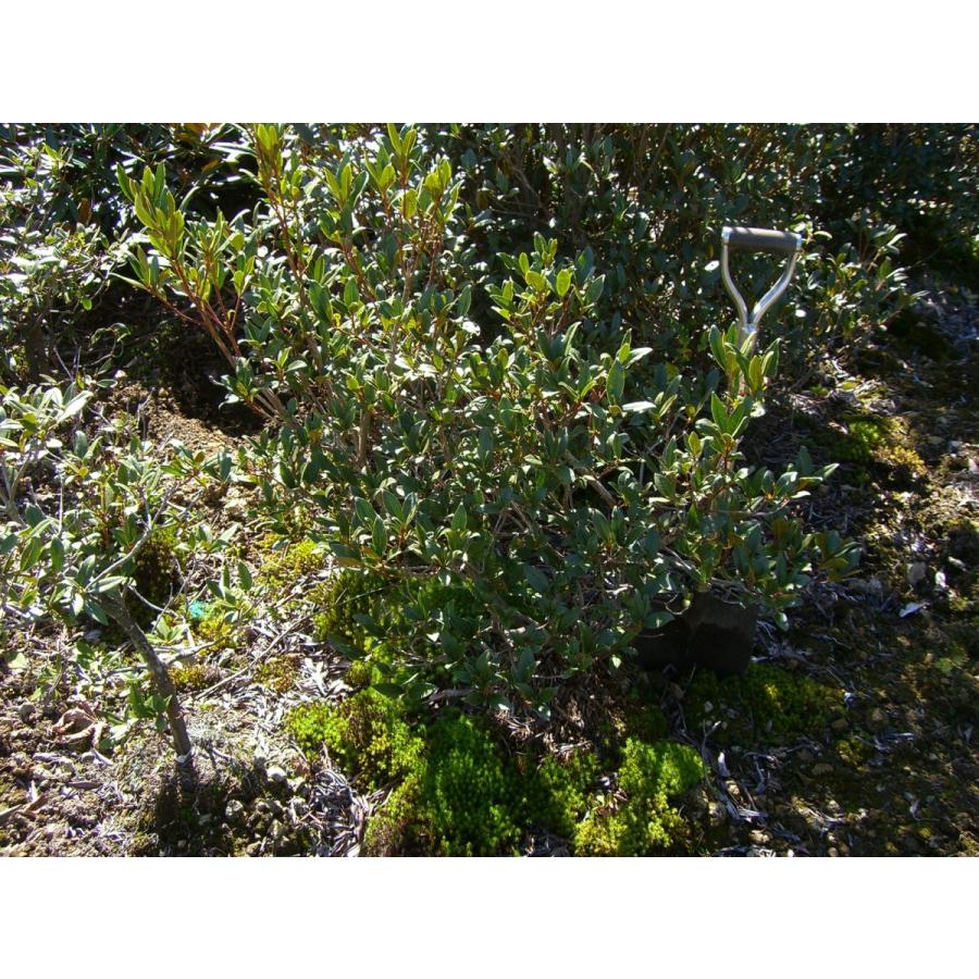 希少　原種石楠花　R.yunnanense 　大株