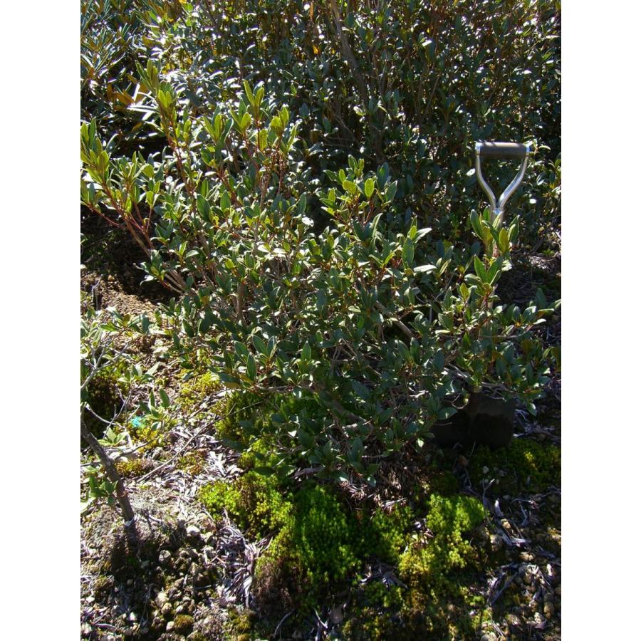 希少　原種石楠花　R.yunnanense 　大株 