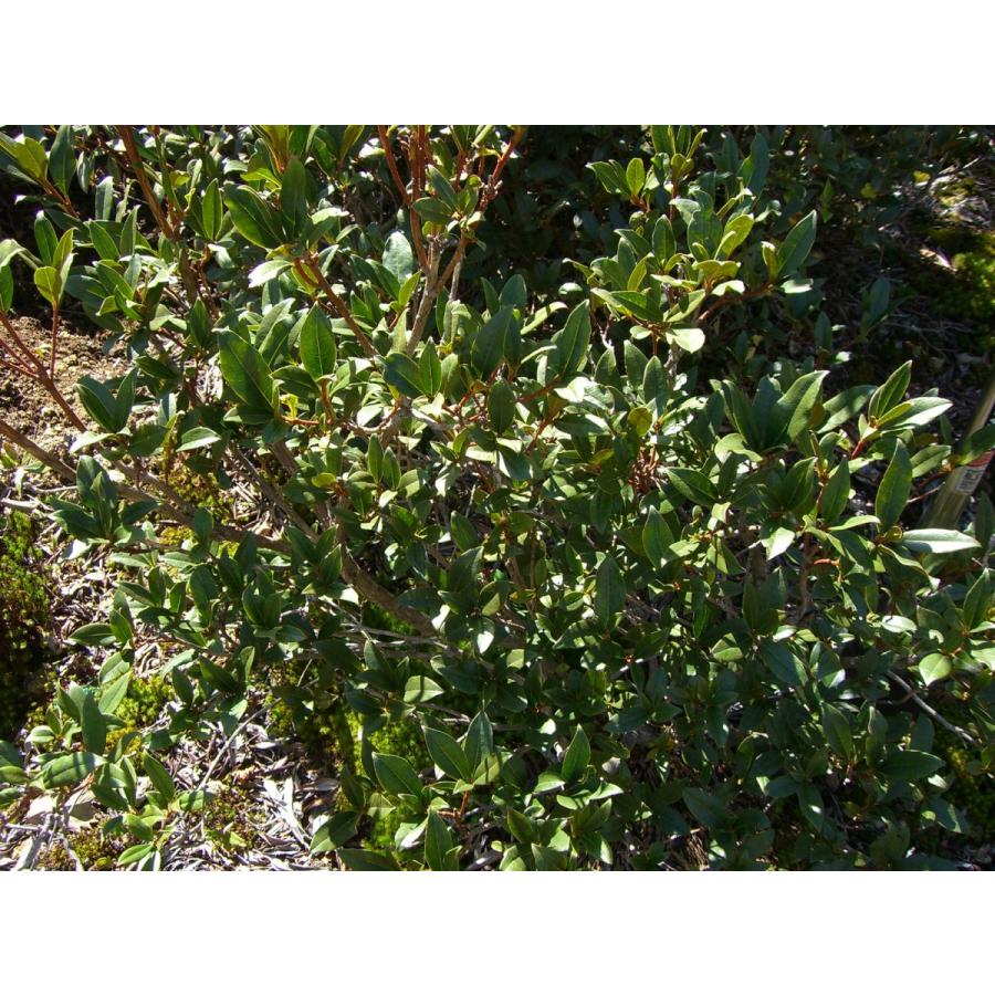 希少　原種石楠花　R.yunnanense 　大株 