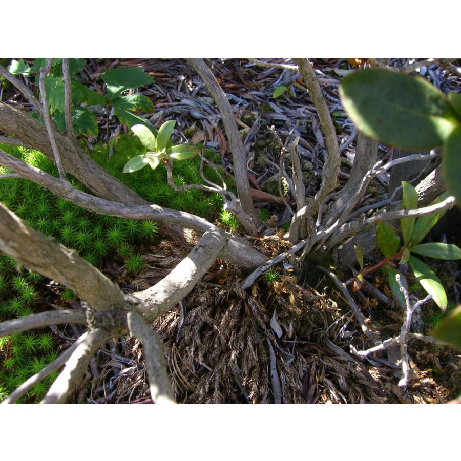 希少　原種石楠花　R.yunnanense 　大株 