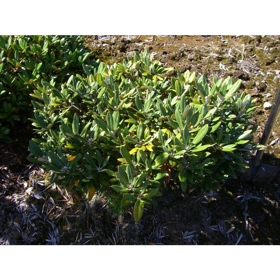 斑入り和シャク　【多宝山】　大株