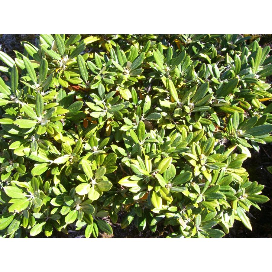 【推し】 斑入り和シャク　【多宝山】　大株 【IQY7213372837】(26312円)