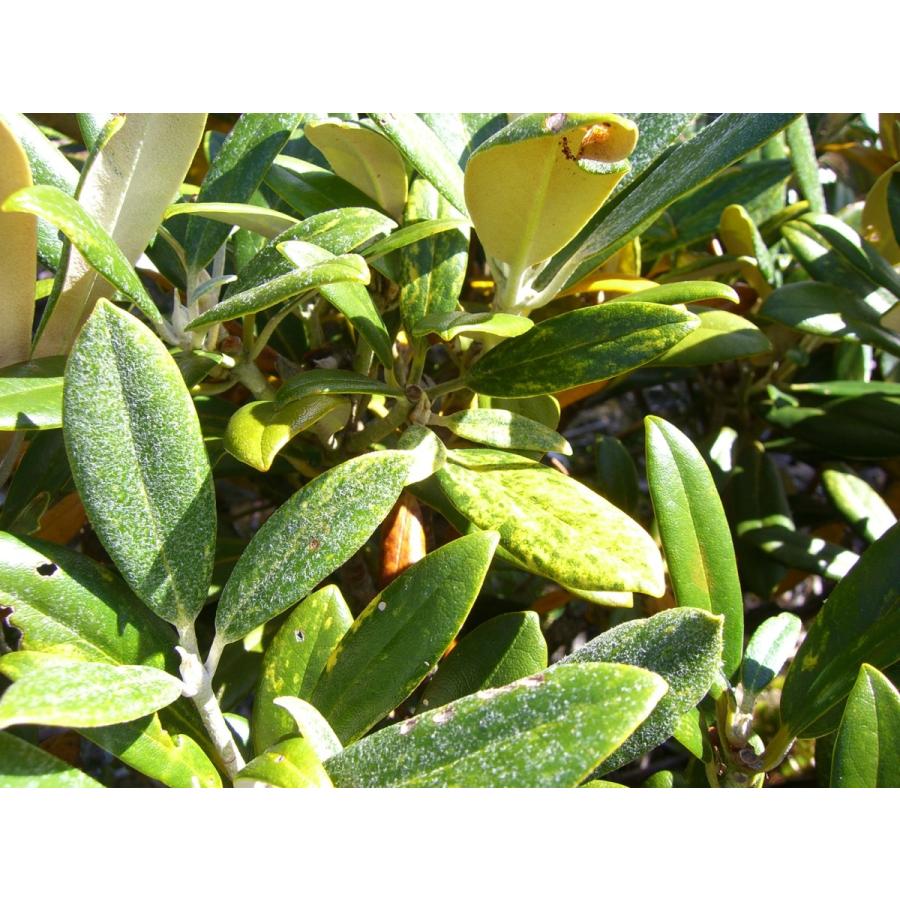 【推し】 斑入り和シャク　【多宝山】　大株 【IQY7213372837】(26312円)