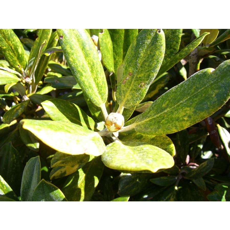 【推し】 斑入り和シャク　【多宝山】　大株 【IQY7213372837】(26312円)