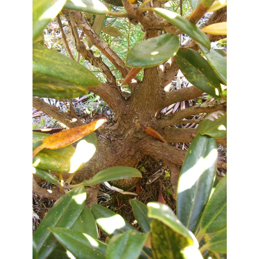 【推し】 斑入り和シャク　【多宝山】　大株 【IQY7213372837】(26312円)