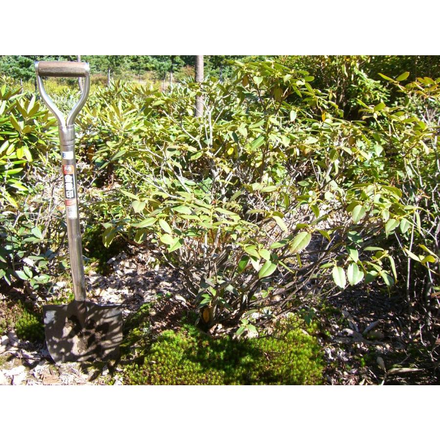 希少　原種石楠花　R.augustinii