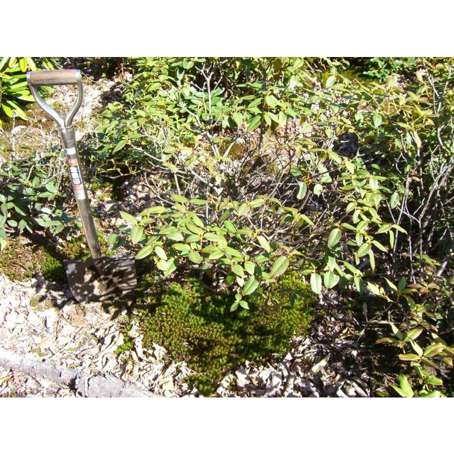 【値下げ・名盤】 希少　原種石楠花　R.augustinii 【HO8360950540】(30498円)