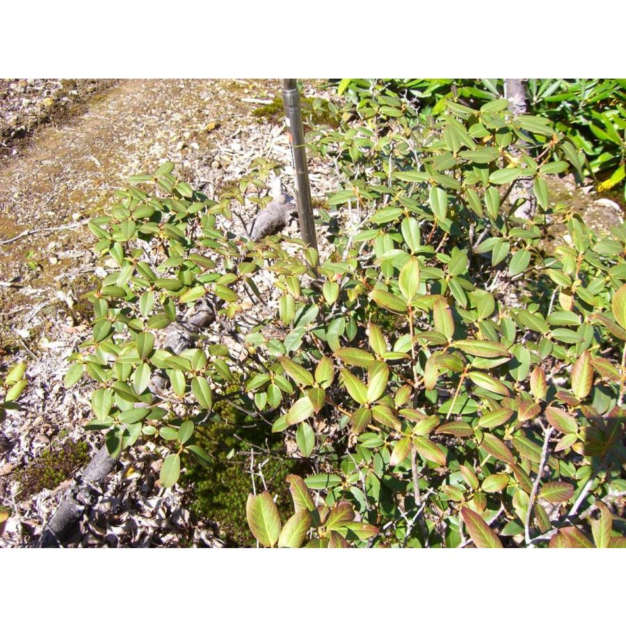 【値下げ・名盤】 希少　原種石楠花　R.augustinii 【HO8360950540】(30498円)