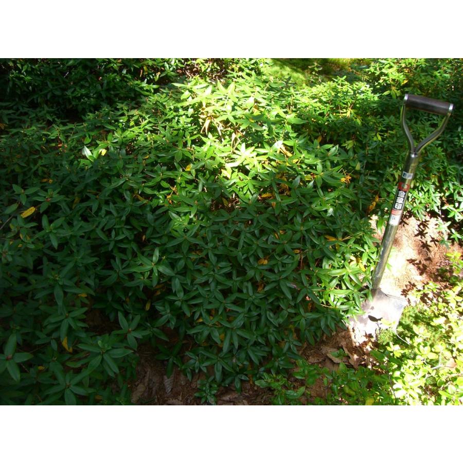 アサマヒカゲツツジ 特大株 2430 横の植木屋さん 通販 Yahoo ショッピング