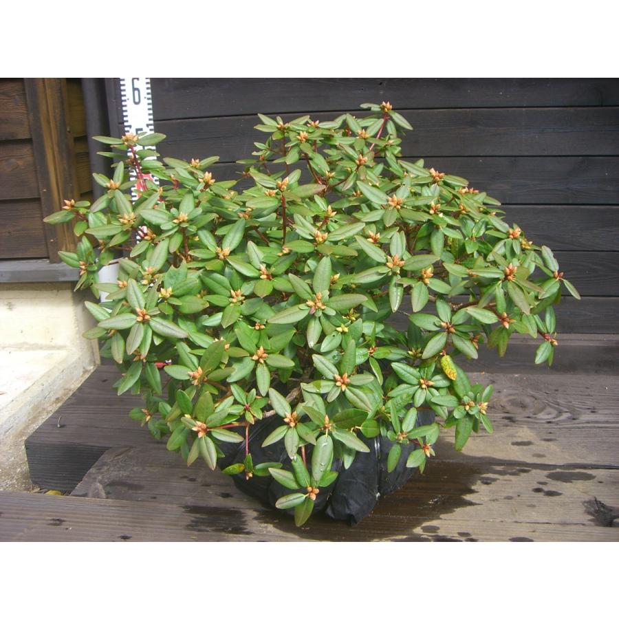 希少交配種 ピンクヒカゲツツジ 大株 2462 横の植木屋さん 通販 Yahoo ショッピング