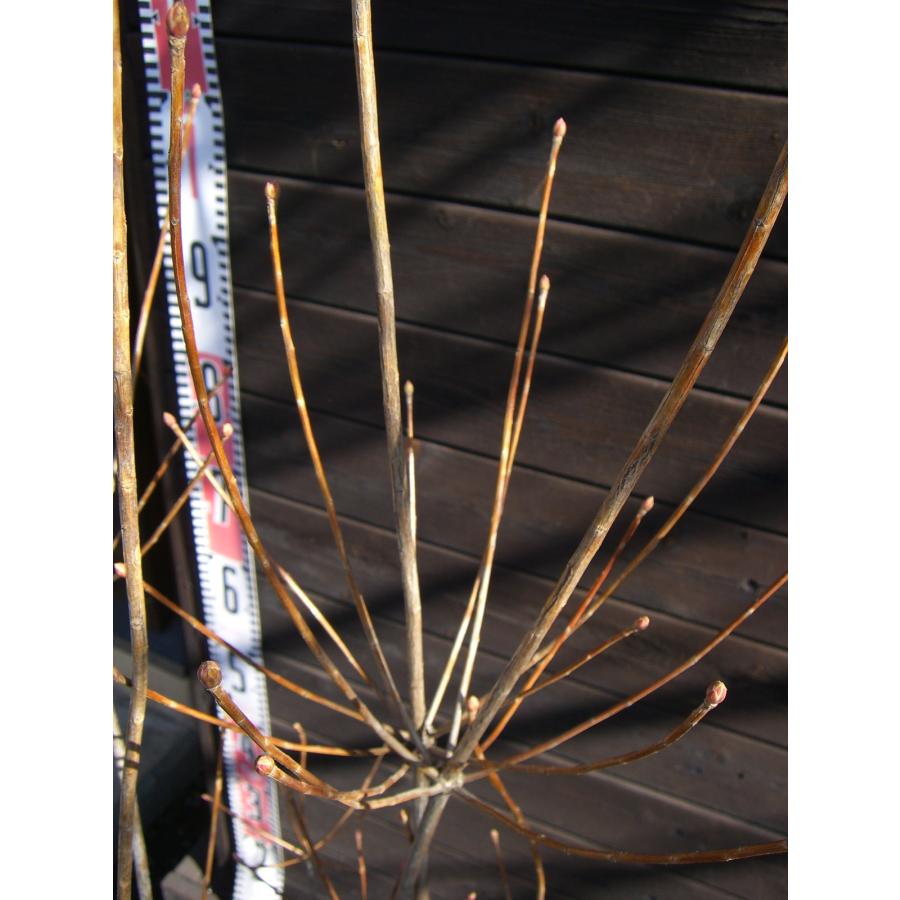 ベニドウダンツツジ : 横の植木屋さん - 通販 - Yahoo!ショッピング