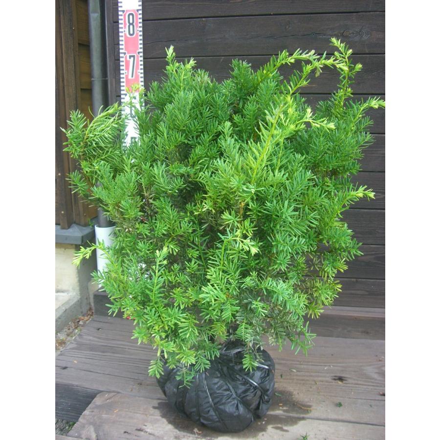 イチイ アララギ 横の植木屋さん 通販 Yahoo ショッピング