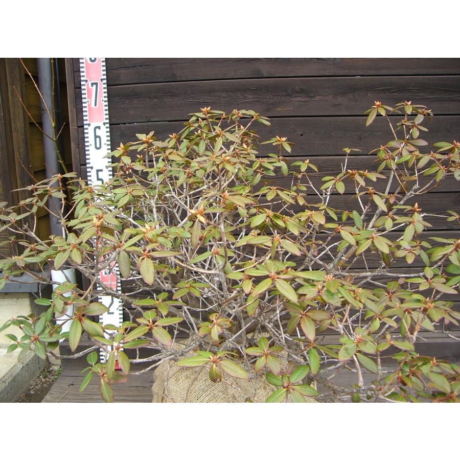 ピンクヒカゲツツジ/大株【現品発送】管理70210 希少交配種 ピンクヒカゲツツジ 大株 : 横の植木屋さん - 通販 - Yahoo