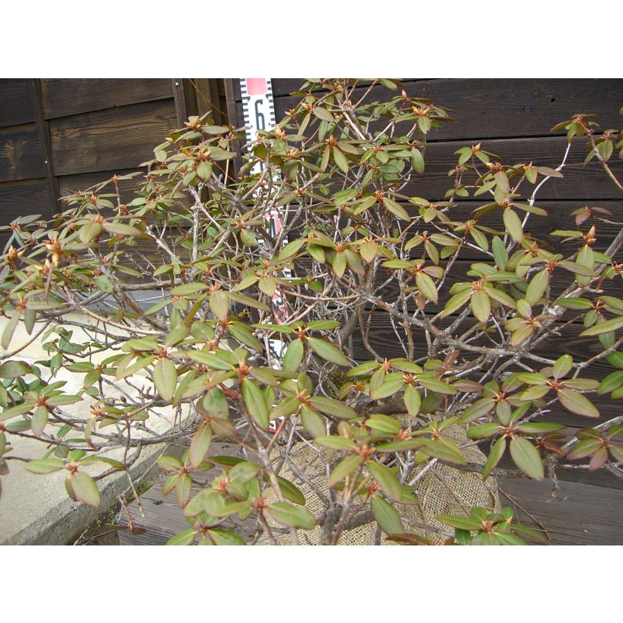 希少交配種 ピンクヒカゲツツジ 大株 : 横の植木屋さん - 通販 - Yahoo