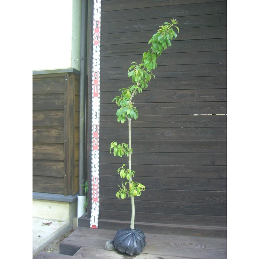 ソヨゴ 雌株 単幹 横の植木屋さん 通販 Yahoo ショッピング