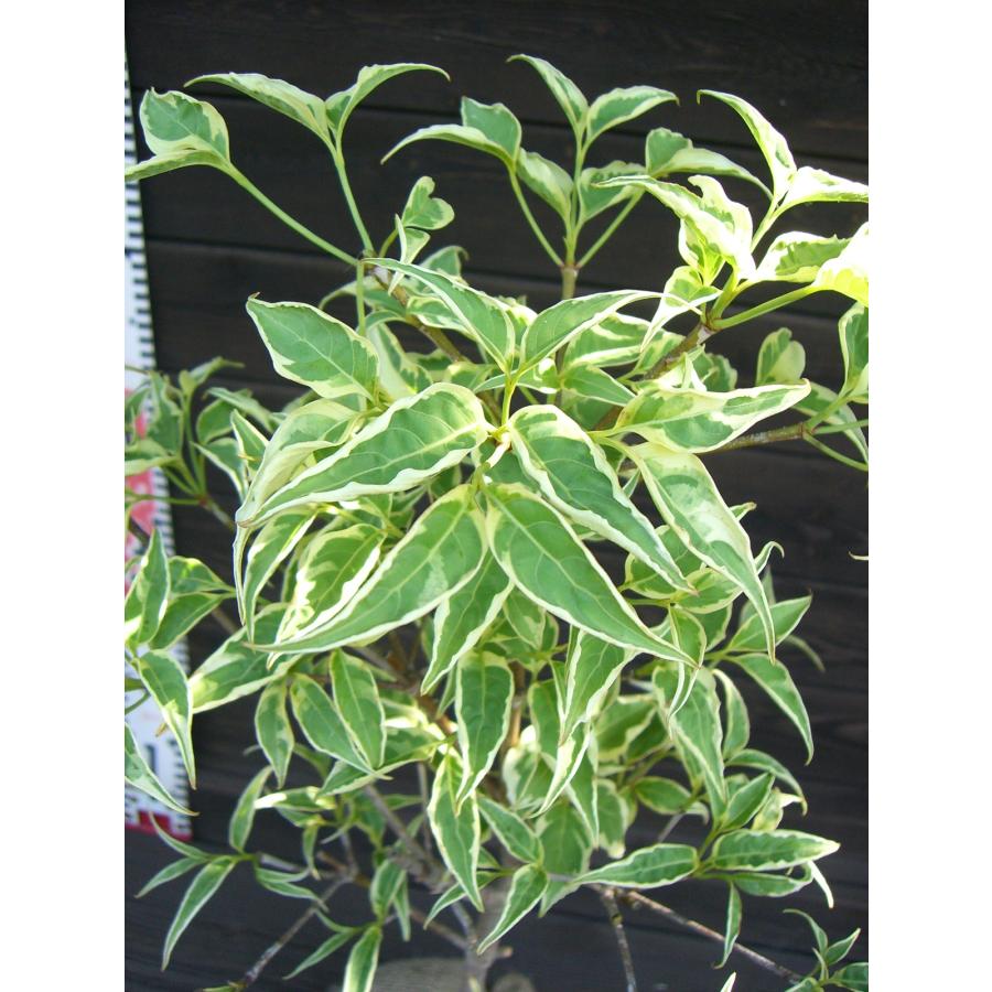 ウルフアイ 大株 【品番3436】