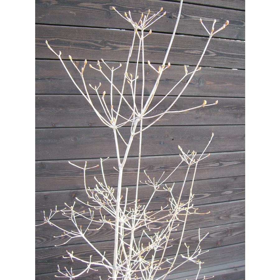 ベニドウダンツツジ : 横の植木屋さん - 通販 - Yahoo!ショッピング