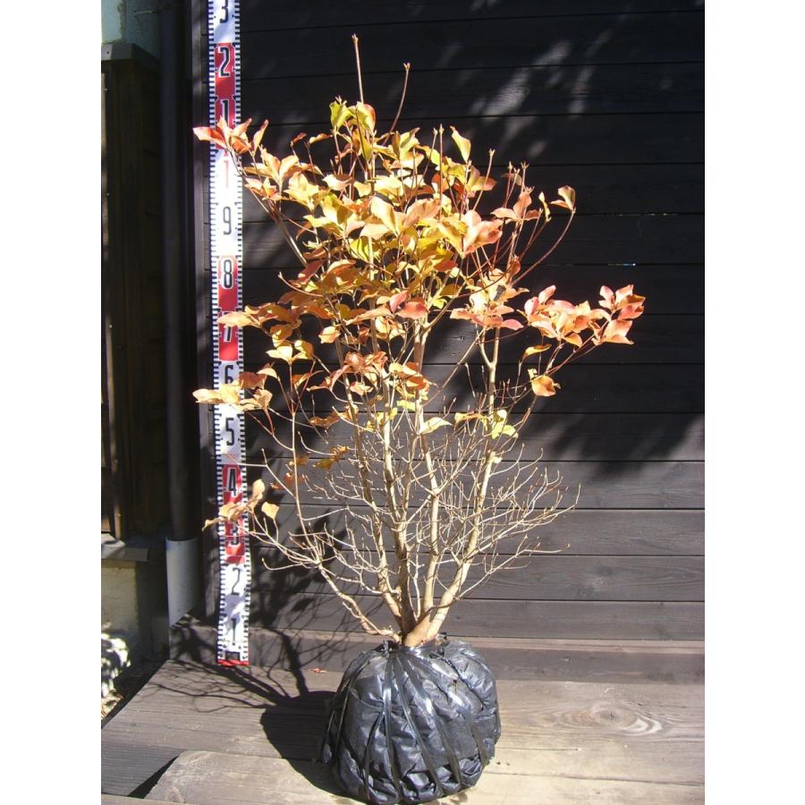 アカヤシオツツジ 良形良株 2535 横の植木屋さん 通販 Yahoo ショッピング