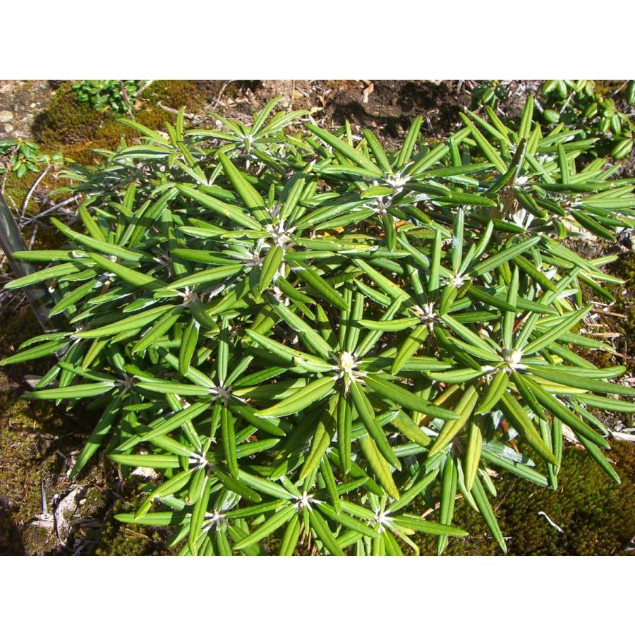 [大特価] 希少・白花　ホソバシャクナゲ 【細葉石楠花】 大株 【GMS8197007515】(29900円)