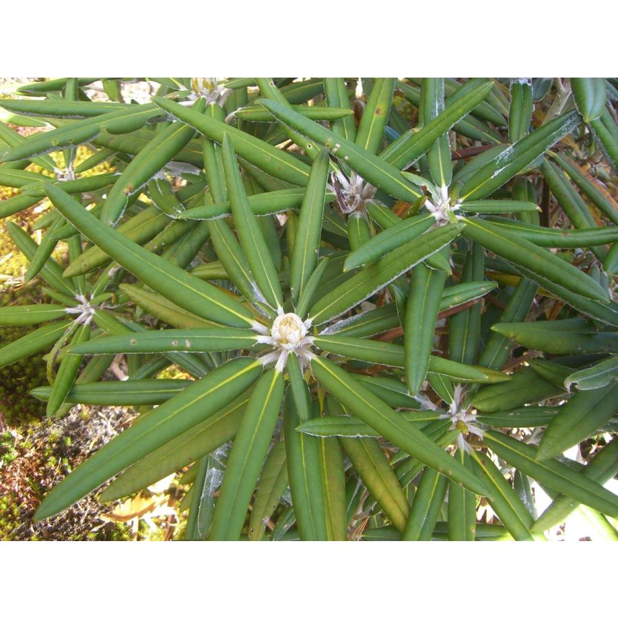 [大特価] 希少・白花　ホソバシャクナゲ 【細葉石楠花】 大株 【GMS8197007515】(29900円)