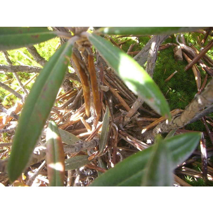 [大特価] 希少・白花　ホソバシャクナゲ 【細葉石楠花】 大株 【GMS8197007515】(29900円)