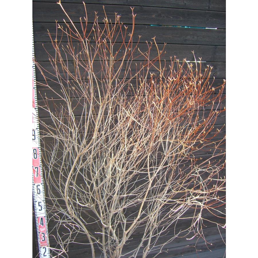 アカヤシオツツジ/特大株【現品発送】管理80166 アカヤシオツツジ/特大株【現品発送】管理80166 アカヤシオツツジ/特大
