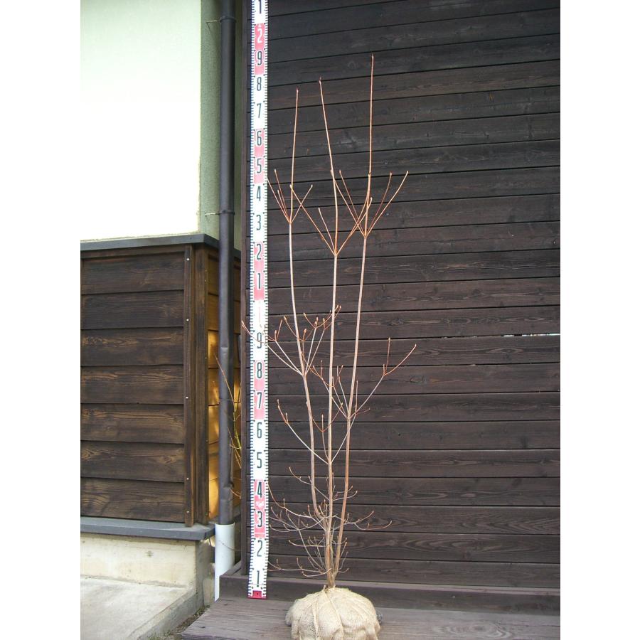 キヨスミミツバツツジ 【清澄三葉躑躅】【送料無料】