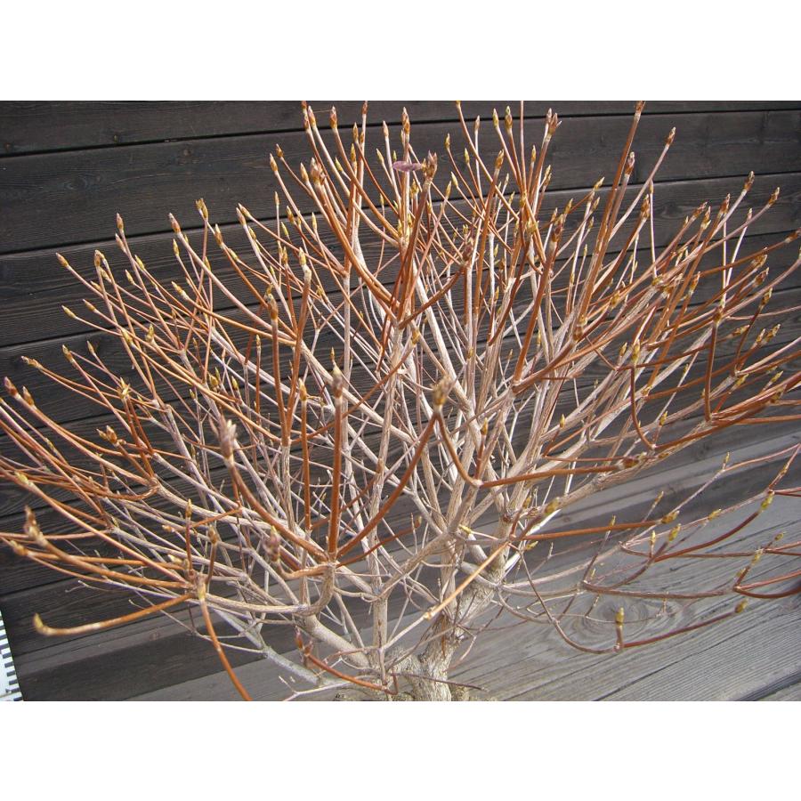 シロヤシオツツジ 良形良株 : 横の植木屋さん - 通販 - Yahoo!ショッピング