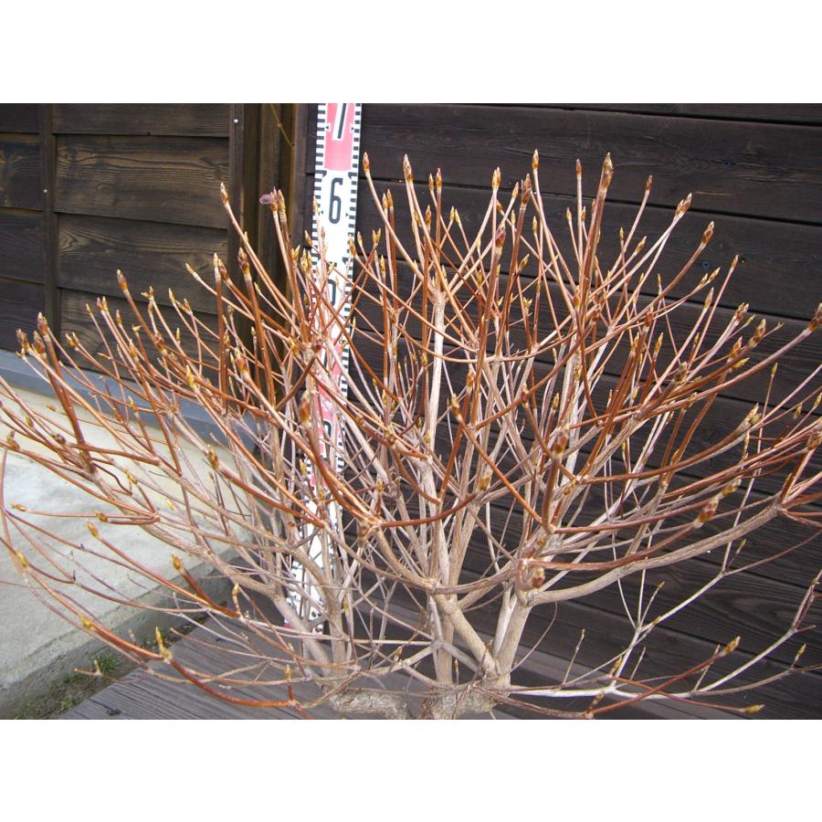シロヤシオツツジ 良形良株 : 横の植木屋さん - 通販 - Yahoo!ショッピング