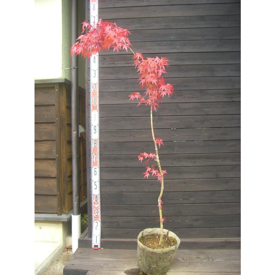イロハモミジ 単幹 2637 横の植木屋さん 通販 Yahoo ショッピング