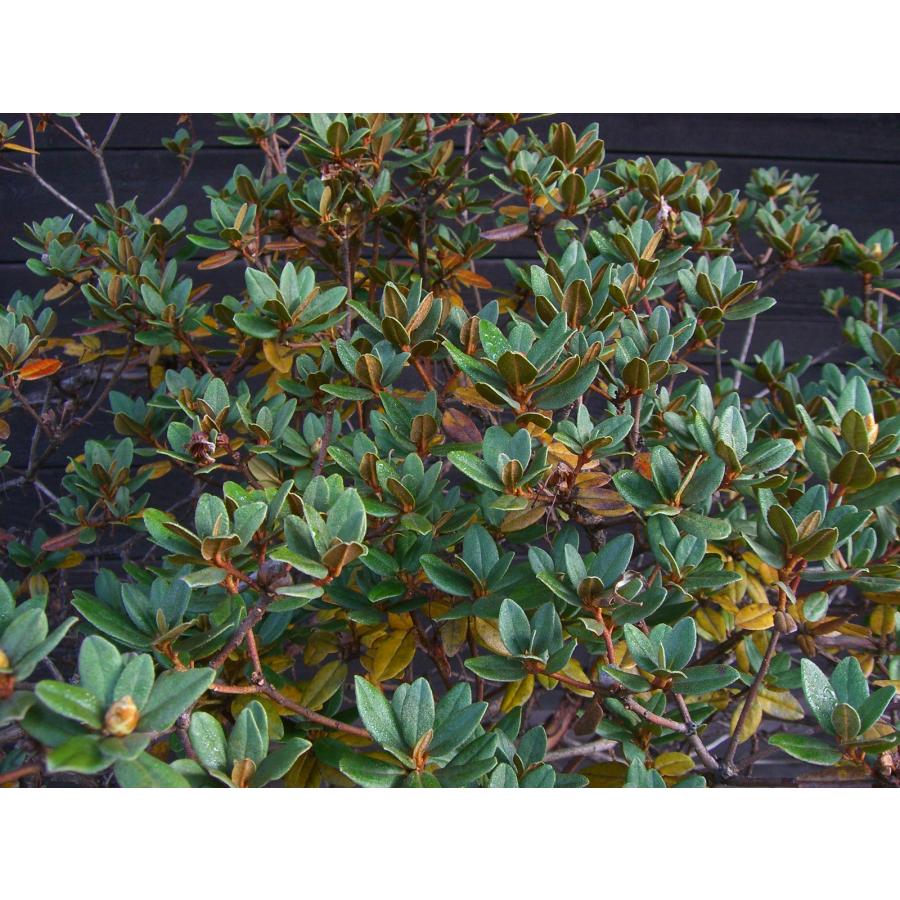 ラマポ　大株　石楠花 