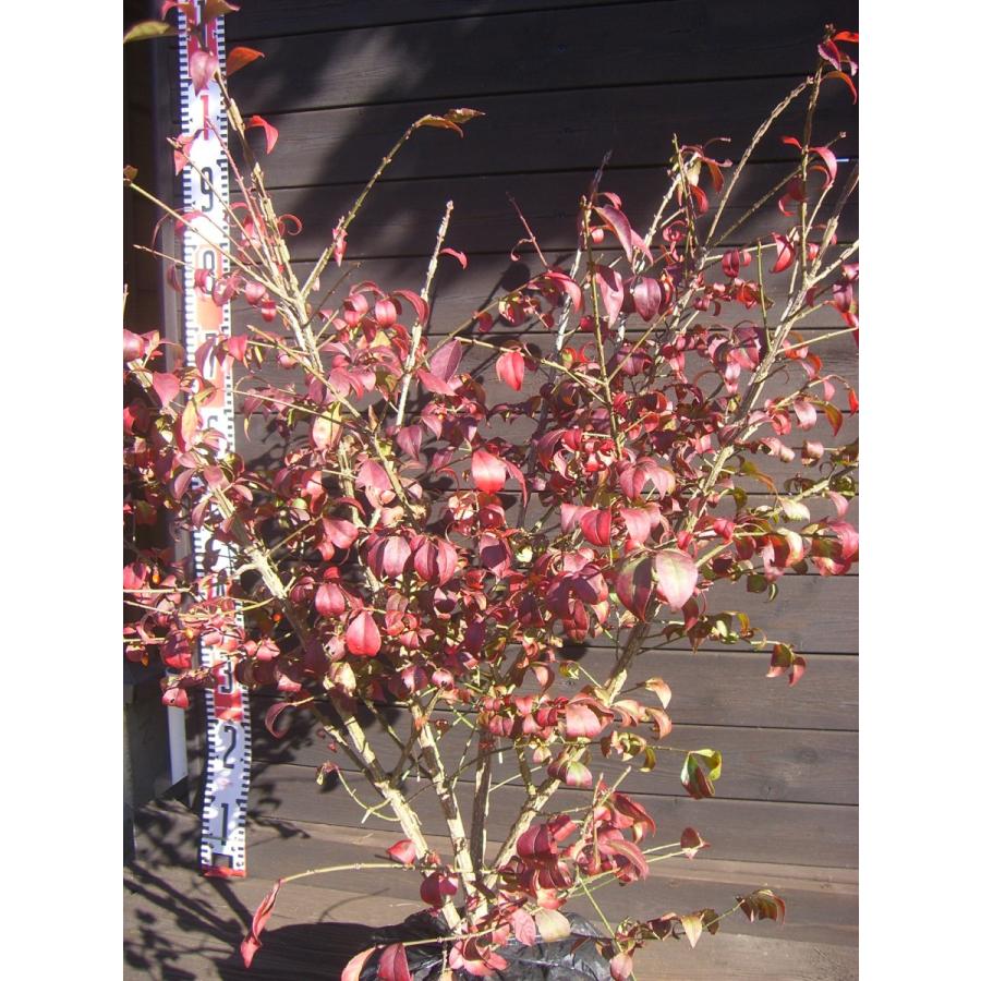 ニシキギ コンパクタ 錦木 矮性品種 2662 横の植木屋さん 通販 Yahoo ショッピング