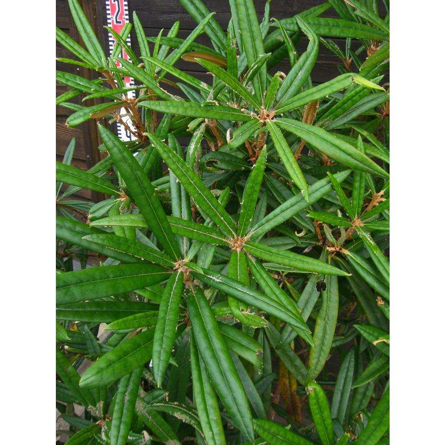 ホソバシャクナゲ　【細葉石楠花】　大株 細葉石楠花