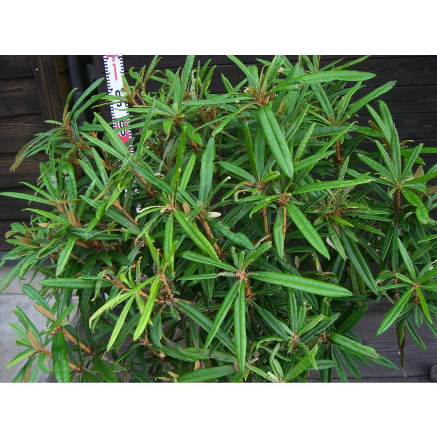 ホソバシャクナゲ　【細葉石楠花】　大株 細葉石楠花
