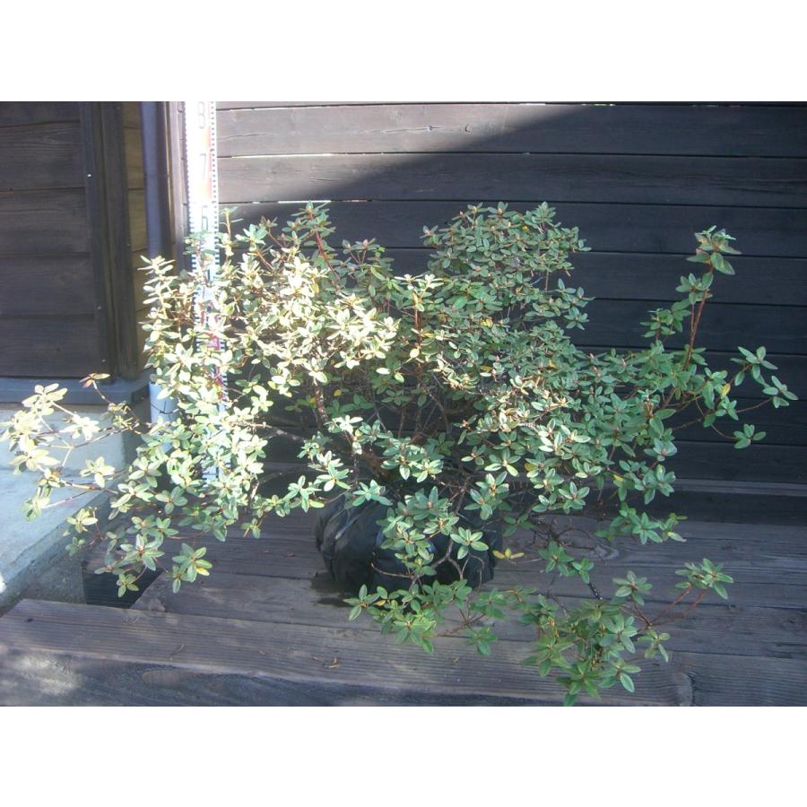 ラマポ　大株　石楠花